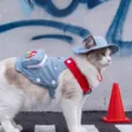 Cute denim cat clothes set with hat and bag, stylish pet apparel for cats and kittens. - S (Recommended Weight 3-5 lbs) / Bondi Blue Camisole | Includes Hat