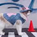 Retro pet denim clothes set with matching hat, breathable summer cat costume for small cats. - S (Recommended Weight 3-5 lbs) / Bondi Blue Vest | Includes Hat
