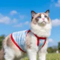 Summer cooling breathable cat vest harness pet clothes cute plaid apparel for kittens cats - XS (Recommended Weight 1-3 lbs) / Bondi Blue