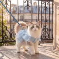 Robe de chat en dentelle bleue avec laisse couronne, vêtement princesse d'été respirant pour chaton. - XS (Poids recommandé 0.5-1.5kg) / Bleu Bondi