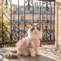 Jolie robe de princesse en dentelle rose pour chat avec anneau, vêtement d'été respirant. - XS (Poids recommandé 0.5-1.5kg) / Rose Oli