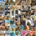 Cute capybara meme stickers waterproof vinyl decal set for laptop phone luggage 62pcs - Capybara Meme / Pack Of 62