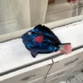 Molla per capelli a pesce in acetato blu con pinne rosse. Design marino per lo styling quotidiano. - Pinza Pesce Blu Scuro Coda Trasparente Linea Rossa