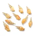 Gold plated natural conch shell sea snail pendants for DIY jewelry making necklaces bracelets. - Electroplated Gold-Rimmed Axe Conch