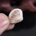 Small unperforated sea shell for micro landscape fish tank decoration and DIY crafts. - Approx. 2.5cm / Natural Color