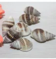 Striped green conch seashell DIY jewelry accessories craft components natural sea snail shells - Green Top Shells: Side Hole