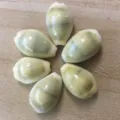 Natural yellow cowrie shell charms, non-perforated side double hole DIY craft accessories for decor. - 2.0 cm and Above / Melo Melo Shells: No Holes