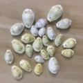Natural cowrie shell charms with drilled holes, perfect for DIY jewelry making and crafts. - Melo Melo Shells: Double Holes