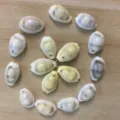 Natural cowrie shell beads with drilled holes, perfect for DIY jewelry craft and home decor. - Under 1.8 cm / Melo Melo Shells: Single Hole
