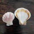 Accessoire de bricolage en coquille de pétoncle naturelle pour la décoration et rideau. - Multicolore - trou latéral