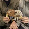 Poupée mignonne de couple en gousse de haricot peluche cadeau créatif fait main. - Kit DIY poupée cosse de haricot couple style B