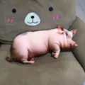 Cuscino in peluche di maiale realistico animale addormentato carino giocattolo morbido casa - 40CM / Maialino Rosa
