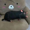 Cuscino in peluche maiale nero simulazione simpatico animale di peluche regalo giocattolo - 40CM / Maiale Nero