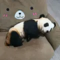 Realistisches Panda Plüschkissen schlafendes Stofftier süßes Kuschelkissen Deko Geschenk. - 40CM / Panda