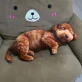 Realistisches 3D schlafendes Hund Plüschkissen süßes weiches Tier Spielzeug Sofa Dekoration - 40CM / Teddyhund
