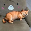 3D Simulation Hund Plüsch Kissen Süß Schlafendes Haustier Stofftier Geschenk Deko - 40CM / Landhund