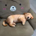 Realistischer schlafender Welpe Plueschtier Kissen, weiches Kuscheltier Puppe Geschenk fuer Kinder. - 40CM / Golden Retriever Anhänger