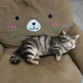 Realistisches schlafendes Katzen Plueschkissen mit baer Sofa, weiches Stofftier. - 40CM / Getigerte Hauskatze