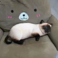 Süße realistische schlafende siamkatze plüschtier weiches stofftier kissen für kinder dekoration - 40CM / Siamesische Katze