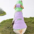 Chaleco refrescante para perros con capucha ropa de verano para perros grandes malla morada. - Perro Grande Púrpura Saron (Incluye Sombrero Y Paquete De Hielo)
