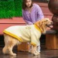 Hunde Fleecepullover fuer grosse Hunde Golden Retriever Winter warme Haustierbekleidung gelb - 7XL (Empfohlenes Gewicht 30-35 kg) / Oberteile / Gelber Kleiner Tiger
