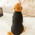 Warme schwarze Hundekleidung für große Hunde, bequeme Herbst Winter Haustierbekleidung. - 7XL / Oberteile / Schwarz
