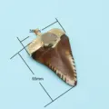 Resin tooth pendant charm electroplated gold DIY necklace jewelry accessory 38x55mm - Style 13