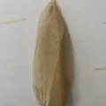Spugna da doccia esfoliante lunga dorata con corda per la pulizia del corpo sotto la doccia - 30x75 / Versione in rete khaki (senza confezione)