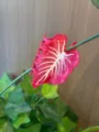 Pink leaf hair claw clip, PVC aesthetic hair accessory, forest style ponytail holder for women. - Rose Pink