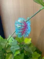 Blue leaf hair claw clip for women, transparent PVC shark clip with pink veins for daily styling. - Light Blue