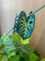 Green leaf hair claw clip tropical plant hairpin cute hair accessories for daily wear - Dark Green