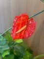 Rote Anthurien Blüten Haarklammer, Acryl Pflanzen Blatt Haargreif für Frauen, Wald Stil Design. - Rot