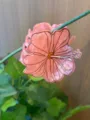 Rosa blumenförmige Haarklammer, stilvoller Pflanzen-Design Hai-Clip für elegante Tagesfrisuren. - Hellrosa