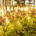 Solare Schmetterling Gartenleuchte LED außen wasserdicht Landschaftsdekoration für Hof. - Warmweiß