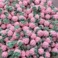 Handgemachte Häkel Erdbeere Garn Anhänger süße DIY Handwerk Zubehör SKU Display - Rosa Erdbeere