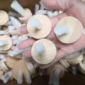 Wooden disc with white foam stick replacement part variant, essential accessory component. - Single Stem Base
