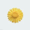 Dettaglio ravvicinato della vivace manchetta di fiori gialli e della chic fibbia per sciarpa. - Stile crisantemo giallo