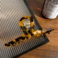 Schildpatt Acetat Haarklammer, hohle schicke Haarkralle, elegantes minimalistisches Haarteil. - Dunkles Schildpatt Kreuz