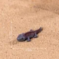 Figura de lagartija de resina en miniatura, reptil realista micro paisaje accesorio DIY. - Gris Oscuro (Lomo Marrón)
