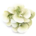 Artificial phalaenopsis orchid flower heads fabric floral arrangement DIY craft accessory. - 5 Pieces/Pack (Approx 7.5x8cm) / Green