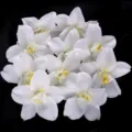 Artificial white orchid flower heads for wedding decoration, floral wall and DIY hair accessories. - 10 Pieces/Pack (Approx 7.8cm) / White