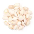Perline di conchiglia cauri bianca naturale per la creazione di gioielli fai da te. - Conchiglia a Foro Singolo / 11x16x7.5mm (Circa 50 Pz)