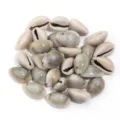 Perline di conchiglia kauri naturali per creazione di gioielli fai da te, collane e orecchini. - Conchiglia Naturale a Foro Singolo / 11x16x7.5mm (Circa 50 Pz)
