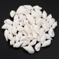 Perline di conchiglia naturale bianca ciondoli per braccialetto collana creazione gioielli - Conchiglia a Lumaca Bianca Perforata Lateralmente / 7-13mm (40g/Circa 70 Pz)