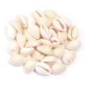 Primo piano di perline di conchiglia ciprea naturale, perfette per collane di gioielli fai da te. - Conchiglia a Due Fori / 11x16x7.5mm (Circa 50 Pz)