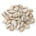 Perline di conchiglie di cauri naturali sfuse per creazione di gioielli fai da te collane. - Conchiglia Naturale a Due Fori / 11x16x7.5mm (Circa 50 Pz)