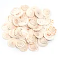 Dettagli perle di conchiglia naturale, cabochon di ciprea tigre per accessori di bigiotteria. - Conchiglia a Coda di Lumaca Perforata / Diametro Esterno 16-20mm (40g/Circa 16 Pz)