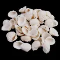 White seashell beads natural conch charms for DIY jewelry making handmade wind chime accessories - With Hole / 15-20mm
