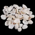 Natural white small scallop seashell beads for DIY craft necklace bracelet wind chimes 100pc - No Hole / 15-20mm