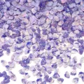 Paillettes a conchiglia viola iridescenti per nail art e accessori per gioielli fai da te. - 30g/Confezione (8mmx6mm) / Lucentezza dorata viola